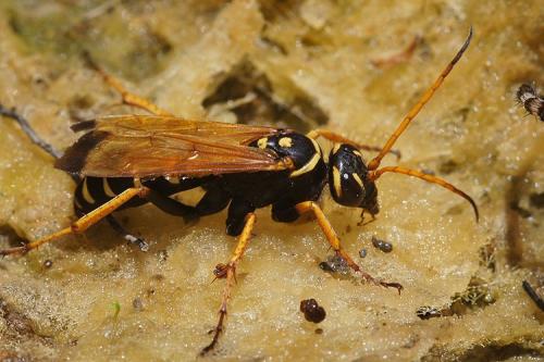 Batozonellus lacerticida